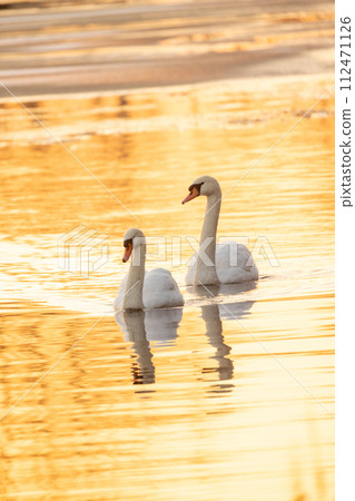 Swans Gliding on Golden Waters at Dusk Swans Gliding on Golden Waters at Dusk 112471126