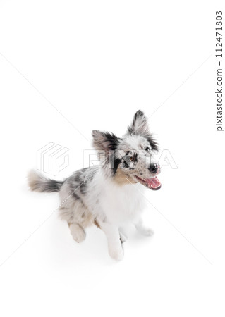 Top view portrait of cute, smart Border Collie dog with marbled fur sitting against white background. Smiling muzzle. 112471803