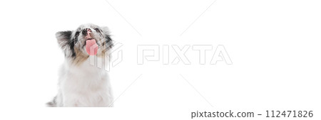 Banner. Border Collie puppy with marble fur with tongue sticking out against white studio background with negative space tp insert text. Banner. Border Collie puppy with marble fur with tongue sticking out against white studio background with negative space tp insert text. 112471826