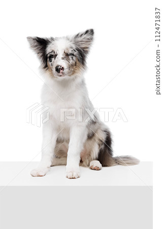 Purebred Border Collie puppy sitting on white cube and posing with funny expression against white studio background. 112471837