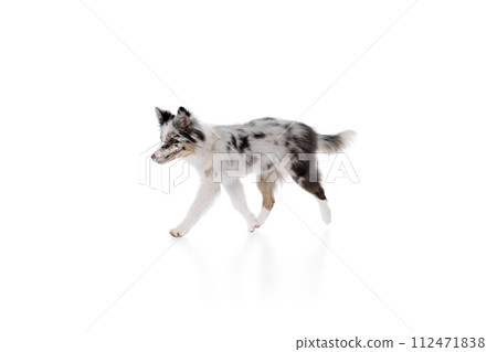 Cute little, puppy purebred Border Collie with marble fur running in motion against white studio background. Animal life. 112471838