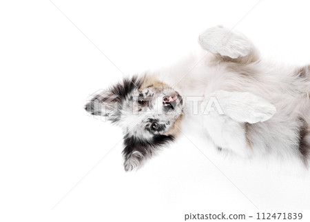 Cute little, puppy of Border Collie with marble fur lying on floor and looking at camera against white studio background. 112471839