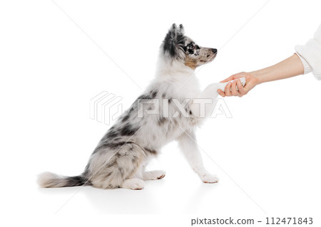 Side view portrait of little puppy, purebred Australian Shepherd dog give a paw to human against white studio background. 112471843