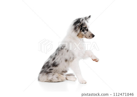 Side view portrait of little puppy, purebred Australian Shepherd dog follows dog handler's commands against white studio background. Side view portrait of little puppy, purebred Australian Shepherd dog follows dog handler's commands against white studio background. 112471846