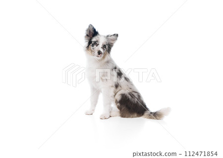 Portrait of cute, smart Australian Shepherd purebred dog with marbled fur sitting against white studio background. Portrait of cute, smart Australian Shepherd purebred dog with marbled fur sitting against white studio background. 112471854