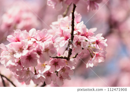 Cherry blossoms in full bloom in Tokyo 112471908