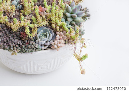 Perfect natural succulent garden with Echeveria, Pachyphytum, Sedum,  112472050