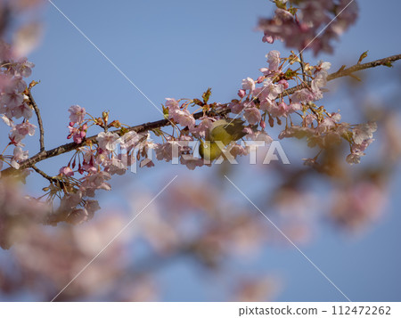 flowers and birds in the blue sky 112472262