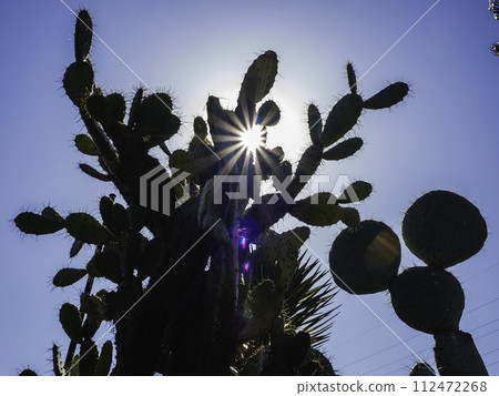 A large cactus that casts a shadow A large cactus that casts a shadow 112472268