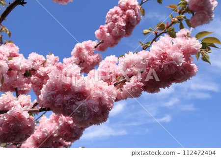 飛鳥川藤原橋上的一排櫻花樹（雙櫻花） 112472404