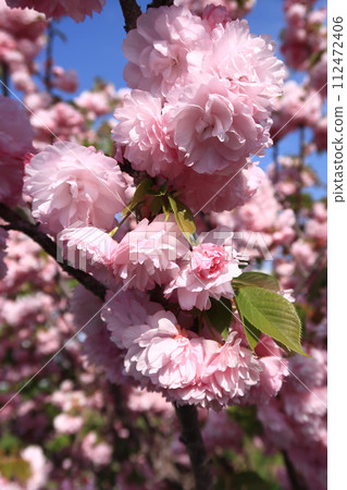 A row of cherry blossom trees on the Fujiwarakyo Bridge in the Asuka River (double cherry blossoms) A row of cherry blossom trees on the Fujiwarakyo Bridge in the Asuka River (double cherry blossoms) 112472406