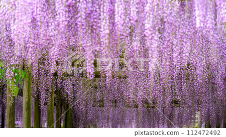 Wisteria trellis (wisteria flowers) swaying beautifully in the spring breeze ``Kuroki no Ohji Susanoo Shrine'' Kuroki-cho, Yame City, Fukuoka Prefecture Wisteria trellis (wisteria flowers) swaying beautifully in the spring breeze ``Kuroki no Ohji Susanoo Shrine'' Kuroki-cho, Yame City, Fukuoka Prefecture 112472492
