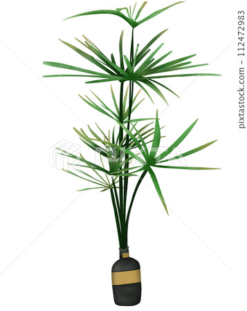 Cyperus alternifolius, the umbrella papyrus, umbrella sedge or umbrella palm 112472983