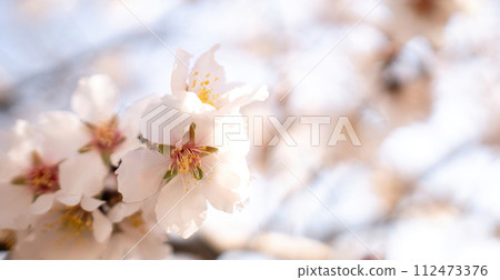 white blossoms almond spring, adorn tree branches under bright sunlight, marking the arrival of spring. 112473376