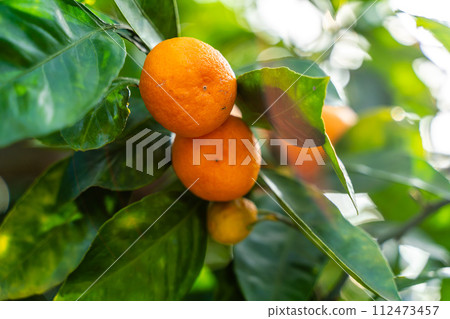 View of the Orange Garden, summer background. Farming content. A picturesque day and a gorgeous scene. Wonderful wallpaper image. Discover the beauty of the world 112473457