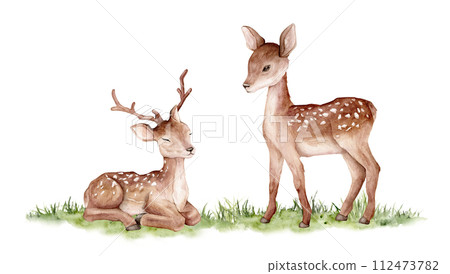 Watercolor two deer on abstract green grass. Spotted deer isolated on white background. Hand painted wild animal template for fabric. Realistic animal for design and print or background. Watercolor two deer on abstract green grass. Spotted deer isolated on white background. Hand painted wild animal template for fabric. Realistic animal for design and print or background. 112473782