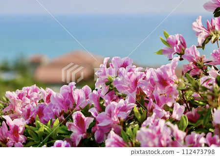 A view of azaleas and the sea➁ A view of azaleas and the sea➁ 112473798