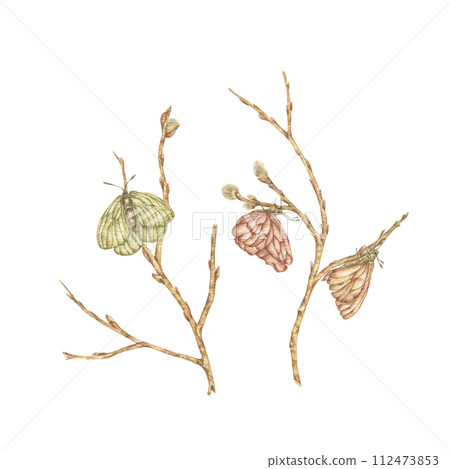Watercolor willow branches and butterflies are green, beige, red on an isolated white background, hand-drawn. It is ideal for making postcards, invitations, scrapbooking, printing. Watercolor willow branches and butterflies are green, beige, red on an isolated white background, hand-drawn. It is ideal for making postcards, invitations, scrapbooking, printing. 112473853