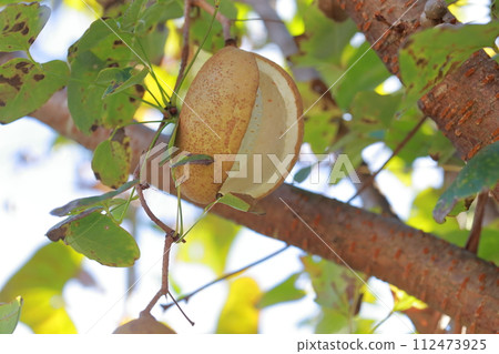 木通果-營養保健食品 木通果-營養保健食品 112473925
