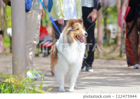 Shetland Sheepdog dog walking Shetland Sheepdog dog walking 112473944