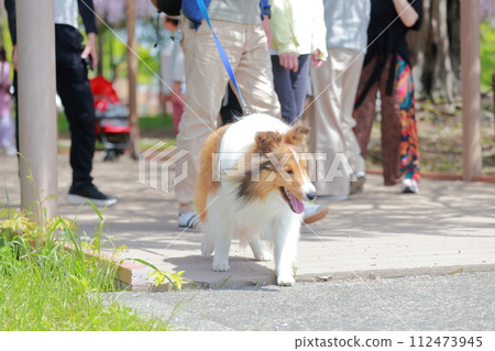 Shetland Sheepdog dog walking Shetland Sheepdog dog walking 112473945