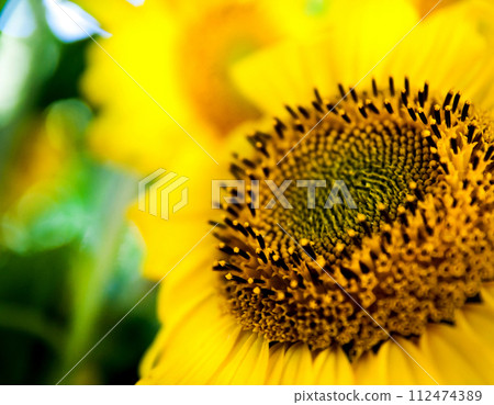 Sun Flower 112474389