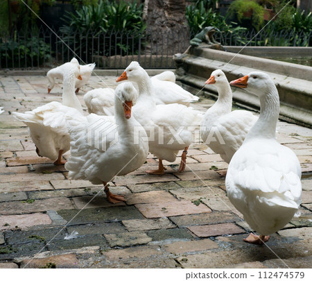 Geese in Cathedral of Saint Eulalia Geese in Cathedral of Saint Eulalia 112474579