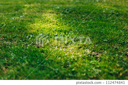 Bright juicy green grass background. Fresh green manicured lawn close up. Nature banner Bright juicy green grass background. Fresh green manicured lawn close up. Nature banner 112474841