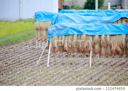 Rice hanging on rice racks with sheets hung on them 112474850