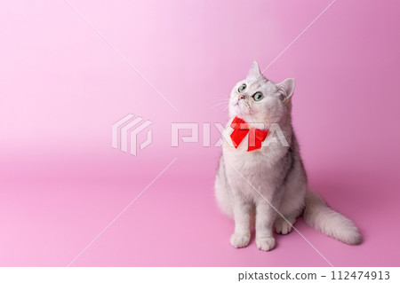 Cute British white cat, with a red bow on her chest, sitting on a pink background,looks up Cute British white cat, with a red bow on her chest, sitting on a pink background,looks up 112474913