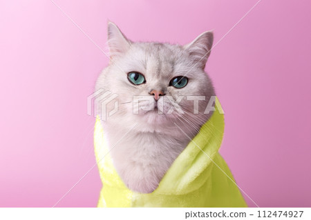 Charming white cat is sitting in a yellow bathrobe, on a pink background 112474927