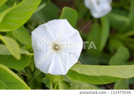 Kushinsai 的白花，脆脆的蔬菜，Kushinna 112475036