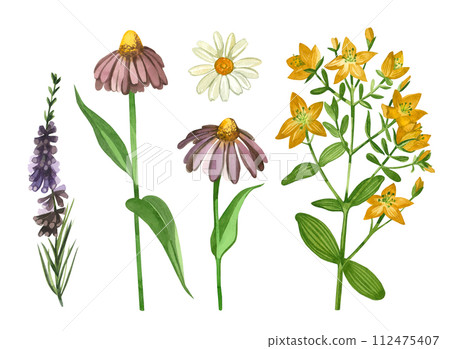 Set of watercolor illustrations. Meadow flowers and herbs echinacea, hypericum, heather, chamomile, hand drawn in watercolor. Suitable for printing on fabric and paper, design, wallpaper, scrapbooking Set of watercolor illustrations. Meadow flowers and herbs echinacea, hypericum, heather, chamomile, hand drawn in watercolor. Suitable for printing on fabric and paper, design, wallpaper, scrapbooking 112475407