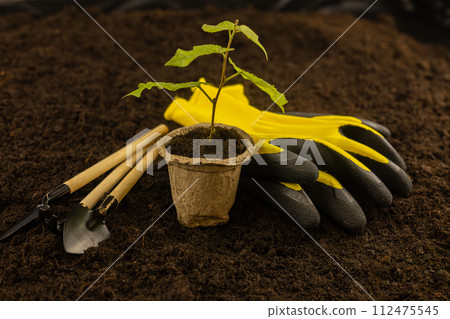 A small pot with a seedling stands on the ground surrounded by gardening tools and gloves. In warm sunlight, the seedling is prepared for transplantation into fertile black soil. 112475545