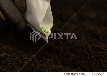From the bag, the gardener sows seeds into a furrow in the ground in the garden bed. Spring sowing vegetable seeds in the ground close-up. A woman scatters seeds into the soil for growing vegetables. 112475574