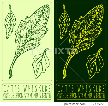 Vector drawing CAT'S WHISKERS . Hand drawn illustration. The Latin name is ORTHOSIPHON STAMINEUS BENTH. 112475720