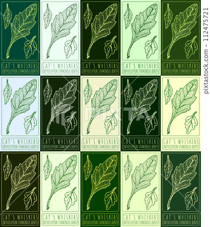 Set of vector drawing CAT'S WHISKERS in various colors. Hand drawn illustration. The Latin name is ORTHOSIPHON STAMINEUS BENTH. 112475721