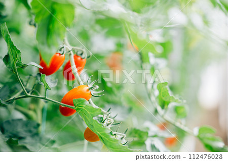 Vibrant tomatoes on branch in greenhouse with copy space. Fresh organic produce for salads, symbolizing gardening, bright nature, and healthy eating outdoors. Vibrant tomatoes on branch in greenhouse with copy space. Fresh organic produce for salads, symbolizing gardening, bright nature, and healthy eating outdoors. 112476028