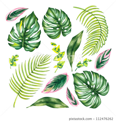 Watercolor with leaves of monstera, eucalyptus, date palm, calathea isolated Watercolor with leaves of monstera, eucalyptus, date palm, calathea isolated 112476262