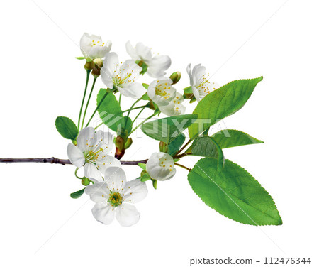 Cherry blossoms. Blooming cherry branches. Spring background. Cherry blossoms. Blooming cherry branches. Spring background. 112476344