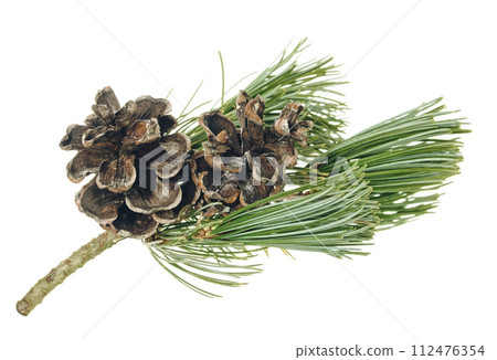 Christmas tree and pine cone, fir. Evergreen plant, pine branch. isolated . Winter nature 112476354