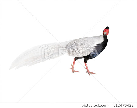 silver pheasant (lophura nycthemera) isolated on a white background 112476422