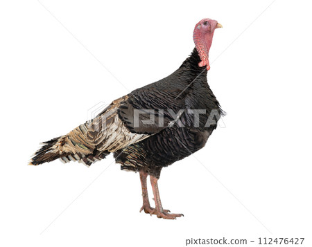 male bronze turkey isolated on white background male bronze turkey isolated on white background 112476427