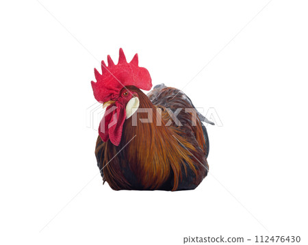 sitting red rooster isolated on a white background sitting red rooster isolated on a white background 112476430