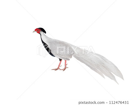 silver pheasant (lophura nycthemera) isolated on a white background 112476431