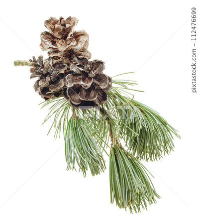 Pine branch with resinous cones. Pine branch with resinous cones. 112476699