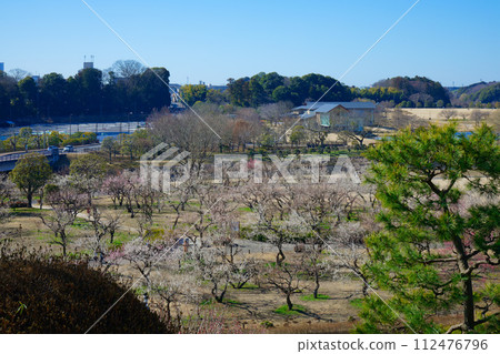 Plum Grove Mito Plum Festival Mito Kairakuen Plum Grove Mito Plum Festival Mito Kairakuen 112476796