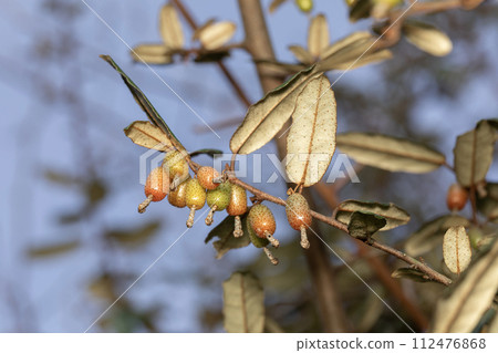 Counsel Counsel 112476868