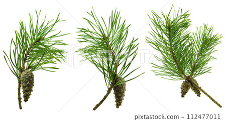 Set of fir branches. Green branches . For decor and holiday frames and postcards, sites and banners Set of fir branches. Green branches . For decor and holiday frames and postcards, sites and banners 112477011