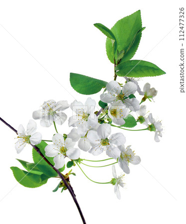 Cherry blossoms. Blooming cherry branches. Spring background. 112477326